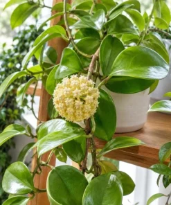 Hoya Incrassata Live Plant – Tropical Wax Plant – 4 Inch Pot – Indoor Trailing Houseplant - Image 6