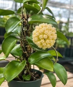 Hoya Incrassata Live Plant – Tropical Wax Plant – 4 Inch Pot – Indoor Trailing Houseplant - Image 7