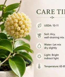 Hoya Incrassata Live Plant – Tropical Wax Plant – 4 Inch Pot – Indoor Trailing Houseplant - Image 8