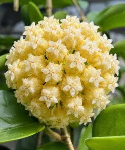 Hoya Incrassata Live Plant – Tropical Wax Plant – 4 Inch Pot – Indoor Trailing Houseplant - Image 1