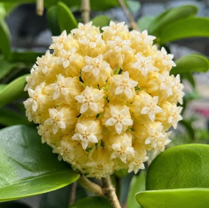 Hoya Incrassata Live Plant – Tropical Wax Plant – 4 Inch Pot – Indoor Trailing Houseplant - Image 1