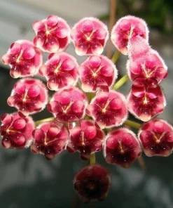 Hoya Kentiana Live Plant – Wax Plant – 4" Pot – Indoor Houseplant - Image 2