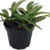 Hoya Kentiana Live Plant – Wax Plant – 4" Pot – Indoor Houseplant - Image 1