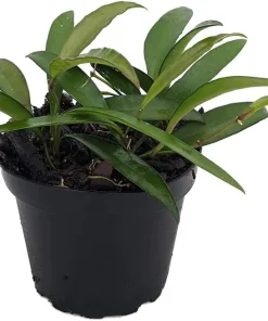 Hoya Kentiana Live Plant – Wax Plant – 4