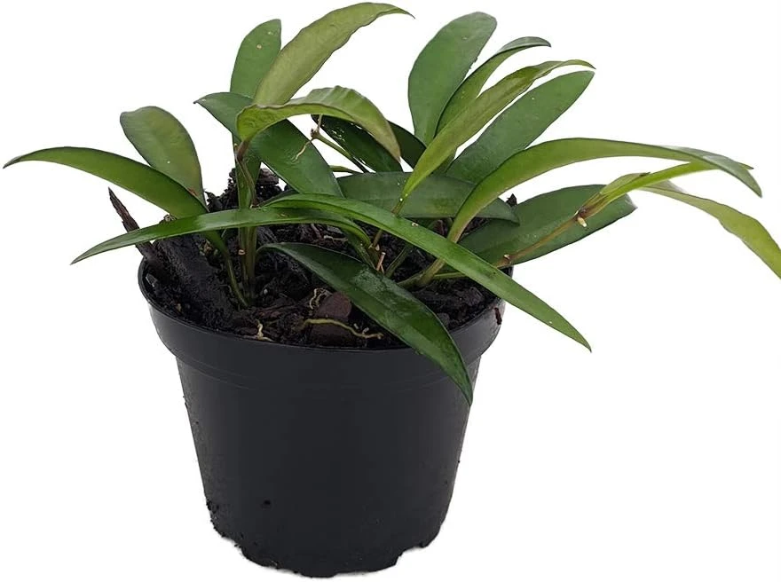 Hoya Kentiana Live Plant – Wax Plant – 4" Pot – Indoor Houseplant - Image 1