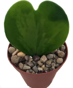 Hoya Kerri Sweetheart Waxplant Live Plant – 2 inch Pot – Indoor Vining Houseplant - Image 2
