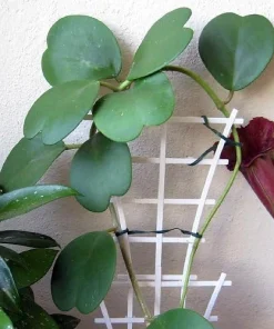 Hoya Kerri Sweetheart Waxplant Live Plant – 2 inch Pot – Indoor Vining Houseplant - Image 3