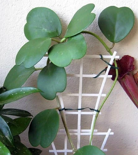 Hoya Kerri Sweetheart Waxplant Live Plant – 2 inch Pot – Indoor Vining Houseplant - Image 3