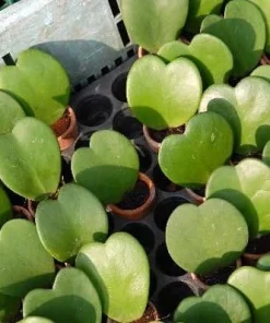 Hoya Kerri Sweetheart Waxplant Live Plant – 2 inch Pot – Indoor Vining Houseplant - Image 4
