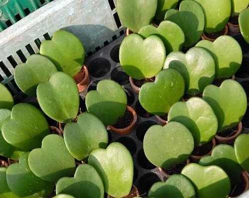 Hoya Kerri Sweetheart Waxplant Live Plant – 2 inch Pot – Indoor Vining Houseplant - Image 4