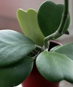 Hoya Kerri Sweetheart Waxplant Live Plant – 2 inch Pot – Indoor Vining Houseplant - Image 5