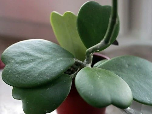 Hoya Kerri Sweetheart Waxplant Live Plant – 2 inch Pot – Indoor Vining Houseplant - Image 5