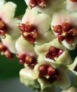Hoya Kerri Sweetheart Waxplant Live Plant – 2 inch Pot – Indoor Vining Houseplant - Image 6