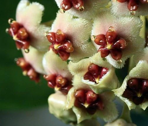 Hoya Kerri Sweetheart Waxplant Live Plant – 2 inch Pot – Indoor Vining Houseplant - Image 6