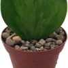 Hoya Kerri Sweetheart Waxplant Live Plant – 2 inch Pot – Indoor Vining Houseplant - Image 1