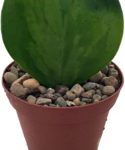 Hoya Kerri Sweetheart Waxplant Live Plant – 2 inch Pot – Indoor Vining Houseplant - Image 1
