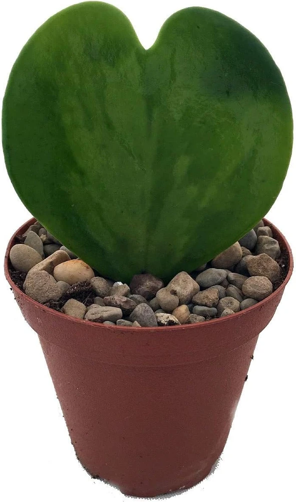 Hoya Kerri Sweetheart Waxplant Live Plant – 2 inch Pot – Indoor Vining Houseplant - Image 1