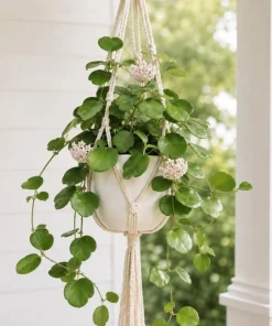 Hoya Kerrii Live Plant - Heart Leaf Wax Plant, Indoor Trailing Houseplant, 4 Inch Pot - Image 2