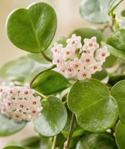 Hoya Kerrii Live Plant - Heart Leaf Wax Plant, Indoor Trailing Houseplant, 4 Inch Pot - Image 3