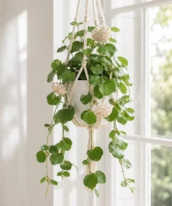 Hoya Kerrii Live Plant - Heart Leaf Wax Plant, Indoor Trailing Houseplant, 4 Inch Pot - Image 4