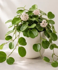 Hoya Kerrii Live Plant - Heart Leaf Wax Plant, Indoor Trailing Houseplant, 4 Inch Pot - Image 5