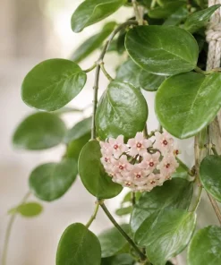 Hoya Kerrii Live Plant - Heart Leaf Wax Plant, Indoor Trailing Houseplant, 4 Inch Pot - Image 6
