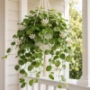 Hoya Kerrii Live Plant - Heart Leaf Wax Plant, Indoor Trailing Houseplant, 4 Inch Pot - Image 1