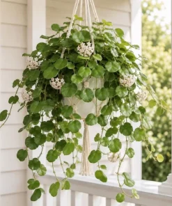 Hoya Kerrii Live Plant - Heart Leaf Wax Plant, Indoor Trailing Houseplant, 4 Inch Pot - Image 1