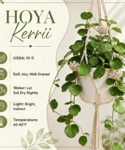 Hoya Kerrii Live Plant - Heart Leaf Wax Plant, Indoor Trailing Houseplant, 4 Inch Pot - Image 7