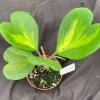 Hoya Kerrii 'Picta' Variegated Sweetheart Hoya Live Plant - 3 inch Pot, Indoor - Image 1