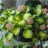 Hoya Kerrii Reverse Live Plant - Variegated Heart Leaf Hoya in 4 Inch Pot - Image 1