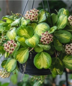 Hoya Kerrii Reverse Live Plant - Variegated Heart Leaf Hoya in 4 Inch Pot - Image 1
