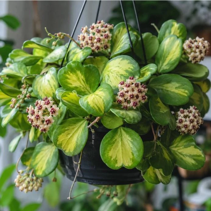 Hoya Kerrii Reverse Live Plant - Variegated Heart Leaf Hoya in 4 Inch Pot - Image 1