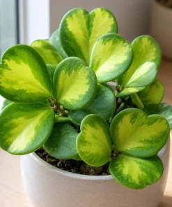 Hoya Kerrii Reverse Live Plant - Variegated Heart Leaf Hoya in 4 Inch Pot - Image 2
