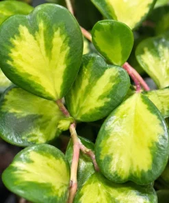 Hoya Kerrii Reverse Live Plant - Variegated Heart Leaf Hoya in 4 Inch Pot - Image 3