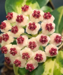 Hoya Kerrii Reverse Live Plant - Variegated Heart Leaf Hoya in 4 Inch Pot - Image 4