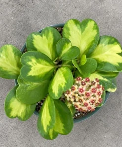 Hoya Kerrii Reverse Live Plant - Variegated Heart Leaf Hoya in 4 Inch Pot - Image 5