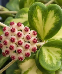 Hoya Kerrii Reverse Live Plant - Variegated Heart Leaf Hoya in 4 Inch Pot - Image 8