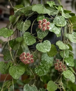 Hoya Kerrii Splash Live Plant – Heart Leaf Wax Plant – 4 Inch Pot – Indoor - Image 2