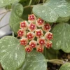 Hoya Kerrii Splash Live Plant – Heart Leaf Wax Plant – 4 Inch Pot – Indoor - Image 1