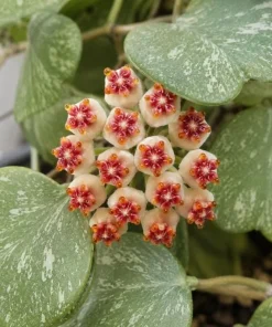 Hoya Kerrii Splash Live Plant – Heart Leaf Wax Plant – 4 Inch Pot – Indoor - Image 1