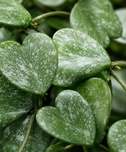 Hoya Kerrii Splash Live Plant – Heart Leaf Wax Plant – 4 Inch Pot – Indoor - Image 4