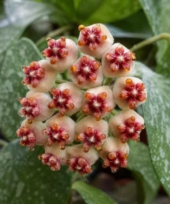 Hoya Kerrii Splash Live Plant – Heart Leaf Wax Plant – 4 Inch Pot – Indoor - Image 6