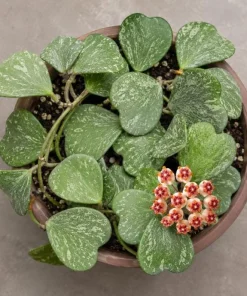 Hoya Kerrii Splash Live Plant – Heart Leaf Wax Plant – 4 Inch Pot – Indoor - Image 7
