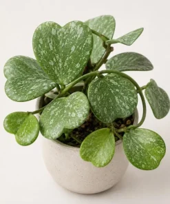 Hoya Kerrii Splash Live Plant – Heart Leaf Wax Plant – 4 Inch Pot – Indoor - Image 8