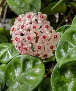 Hoya Krinkle Live Plant – Crinkled Leaf Wax Plant – 4 inch Pot – Indoor Trailing Houseplant - Image 10
