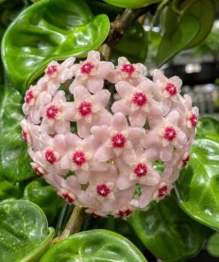 Hoya Krinkle Live Plant – Crinkled Leaf Wax Plant – 4 inch Pot – Indoor Trailing Houseplant - Image 2