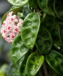 Hoya Krinkle Live Plant – Crinkled Leaf Wax Plant – 4 inch Pot – Indoor Trailing Houseplant - Image 3