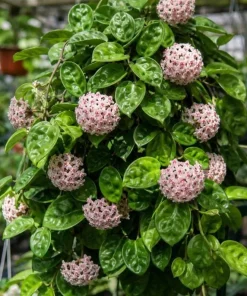 Hoya Krinkle Live Plant – Crinkled Leaf Wax Plant – 4 inch Pot – Indoor Trailing Houseplant - Image 4