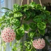 Hoya Krinkle Live Plant – Crinkled Leaf Wax Plant – 4 inch Pot – Indoor Trailing Houseplant - Image 1